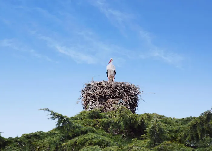 Hospedium Rural Soterrana 3* Madroñera